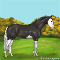 Horse Color:Liver Chestnut Mushroom Splash Varnish 