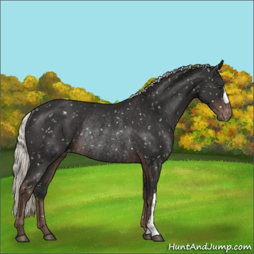 Horse Color:Liver Chestnut Mushroom Appaloosa Rabicano 
