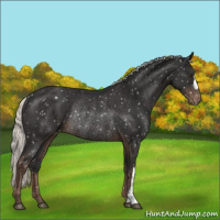 Horse Color:Liver Chestnut Mushroom Snowflake VarnishRabicano 