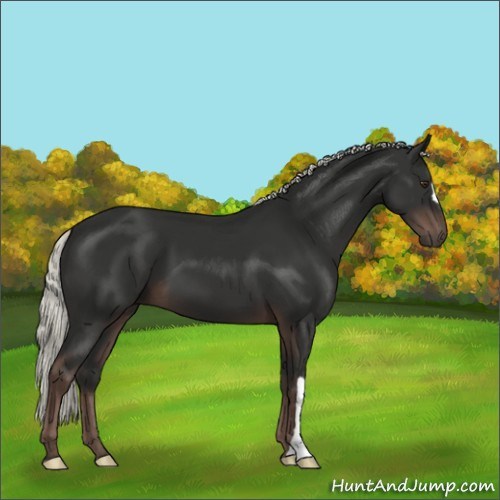 Horse Color:Liver Chestnut Mushroom