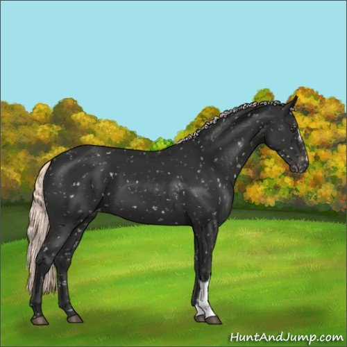 Horse Color:Liver Chestnut Mushroom Appaloosa 
