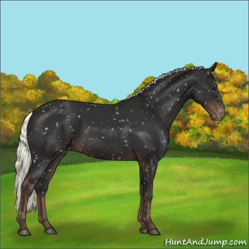 Horse Color:Liver Chestnut Mushroom Appaloosa