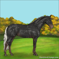 Horse Color:Liver Chestnut Mushroom Appaloosa 