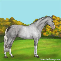 Horse Color:Liver Chestnut Mushroom Appaloosa 