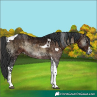 Horse Color:White Spotted Brown Ice Onyx Tobiano