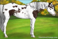 Horse Color:Brown Ice Splash Tobiano 