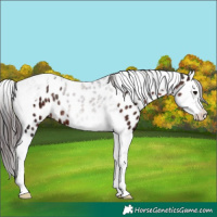 Horse Color:Brown Ice Splash Tobiano Leopard 