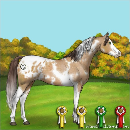 Horse Color:White Spotted Buckskin Dun Splash Tobiano Appaloosa 