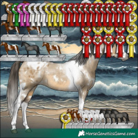 Horse Color:Gray White Spotted Buckskin Dun Splash Tobiano Appaloosa