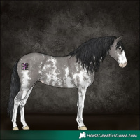 Horse Color:Grullo Sabino 