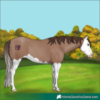 Horse Color:Classic Champagne Splash