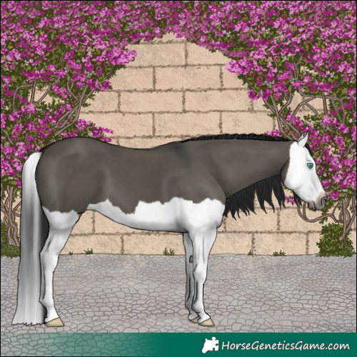 Horse Color:Gray Grullo Splash 