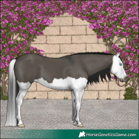 Horse Color:Gray Grullo Splash 