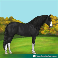 Horse Color:Gray Black 