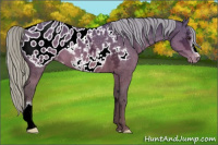Horse Color:Silver Brown Ice Appaloosa 