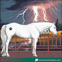 Horse Color:Gray White Spotted Silver Brown Frame Appaloosa 