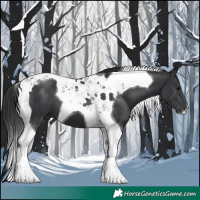 Horse Color:Black Tobiano 
