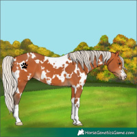 Horse Color:White Spotted Silver Bay 