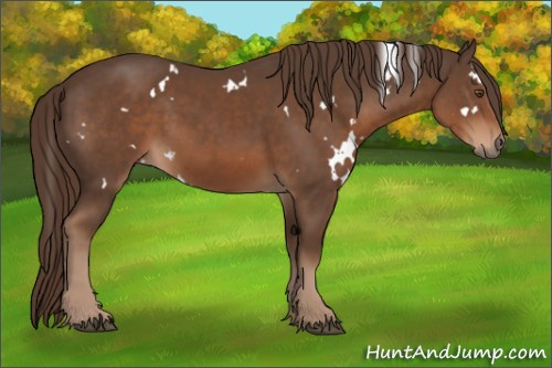 Horse Color:White Spotted Liver Chestnut 
