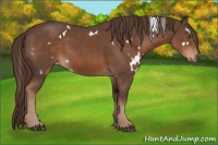 Horse Color:White Spotted Liver Chestnut 
