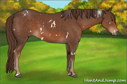 Horse Color:White Spotted Liver Chestnut 