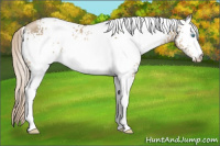 Horse Color:White Spotted Chocolate Palomino Pearl 