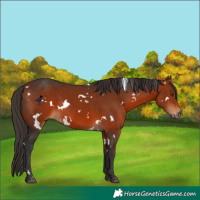 Horse Color:White Spotted Bay 