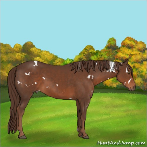 Horse Color:White Spotted Liver Chestnut