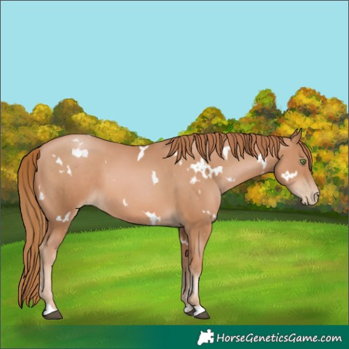 Horse Color:White Spotted Chestnut Pearl 