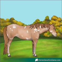 Horse Color:White Spotted Chestnut Pearl 
