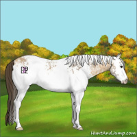 Horse Color:White Spotted Buckskin Ice Roan