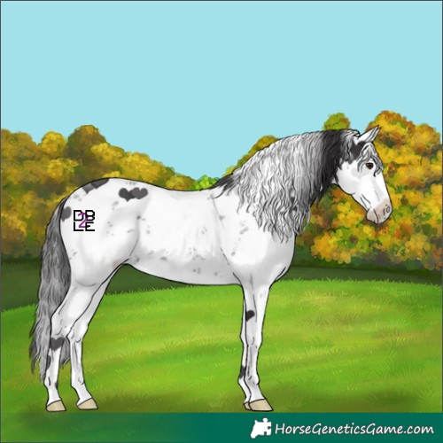 Horse Color:White Spotted Smoky Black Chinchilla Sabino 