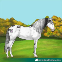 Horse Color:White Spotted Smoky Black Chinchilla Sabino 