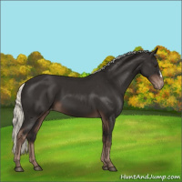 Horse Color:Liver Chestnut Mushroom Varnish 