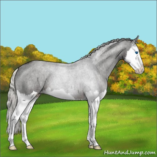 Horse Color:Liver Chestnut Mushroom Splash 
