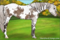Horse Color:White Spotted Silver Brown Dun Appaloosa 