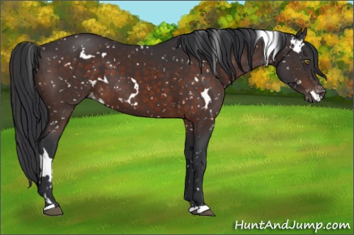 Horse Color:White Spotted Brown Snowflake Varnish