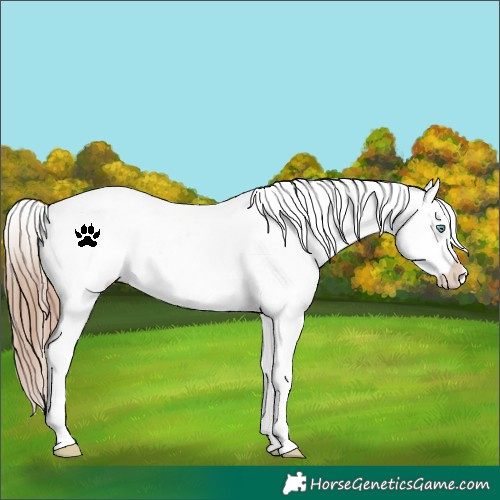 Horse Color:White Spotted Gold Champagne Snowflake Varnish
