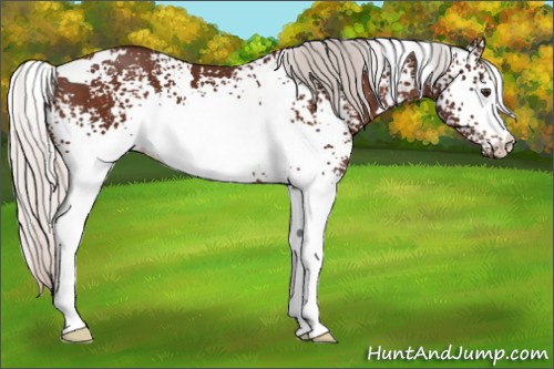 Horse Color:White Spotted Silver Brown 