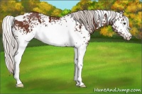 Horse Color:White Spotted Silver Brown 