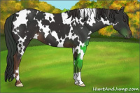 Horse Color:White Spotted Liver Chestnut