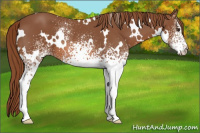 Horse Color:White Spotted Chestnut