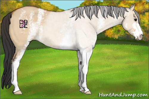 Horse Color:White Spotted Bay Dun Sabino 