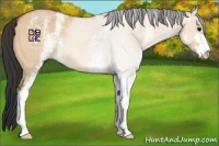 Horse Color:White Spotted Bay Dun Sabino 