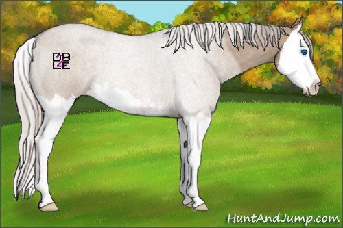 Horse Color:Silver Brown Roan Dun Sabino Splash