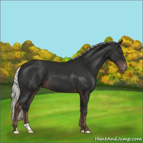 Horse Color:Liver Chestnut Mushroom Appaloosa