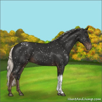 Horse Color:Liver Chestnut Mushroom Snowflake Varnish 