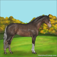 Horse Color:Liver Chestnut Mushroom Varnish 
