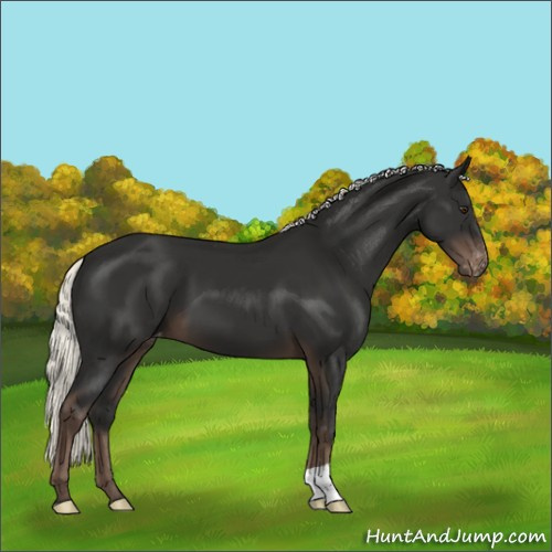 Horse Color:Liver Chestnut Mushroom Appaloosa