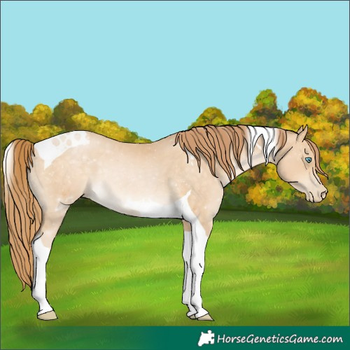 Horse Color:Buckskin Pearl Tobiano Rabicano 